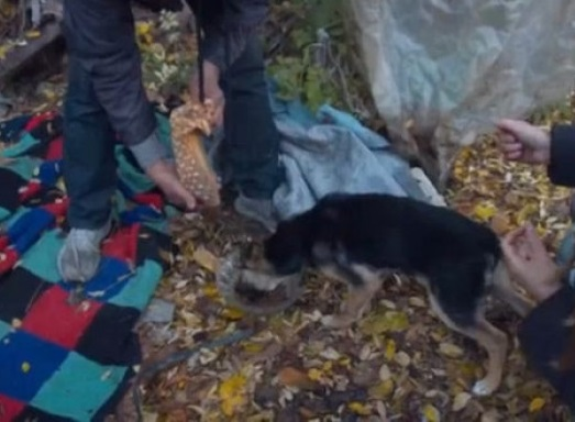 The most loyal dog was found cuddling a homeless owner sleeping deep in the woods - Juligal