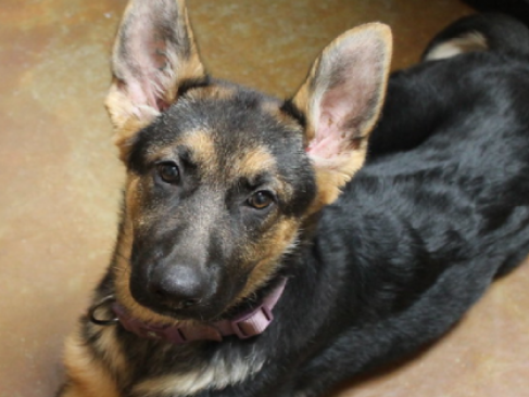 The most loyal dog was found cuddling a homeless owner sleeping deep in the woods - Juligal