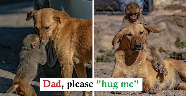 Touched by the dog's love for the little monkey who lost his mother at a young age - Juligal