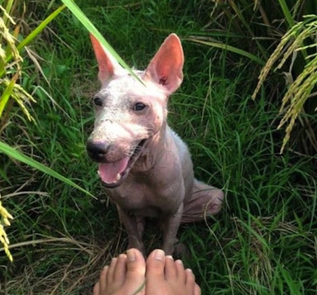 A homeless dog with a disease on his body was saved by passersby and turned into a beautiful dog - Juligal