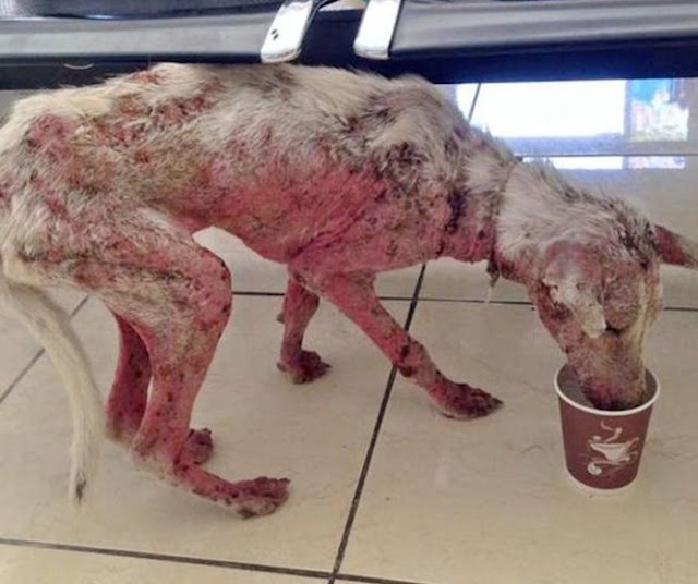 A homeless dog with a disease on his body was saved by passersby and turned into a beautiful dog - Juligal