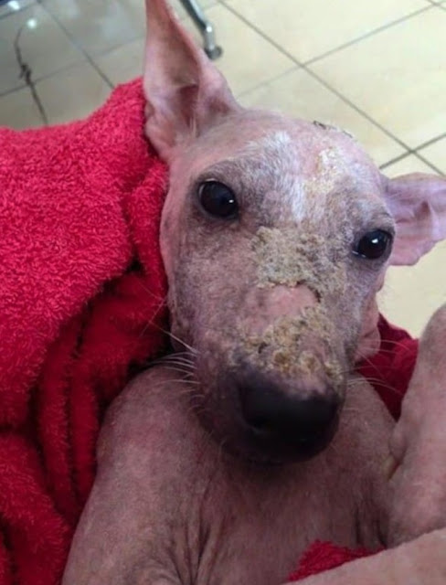 A homeless dog with a disease on his body was saved by passersby and turned into a beautiful dog - Juligal