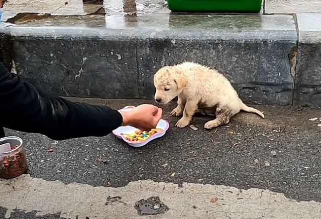 The abandoned puppy was overjoyed to receive food from the kindhearted passers-by. – AmazingUnitedState.Com