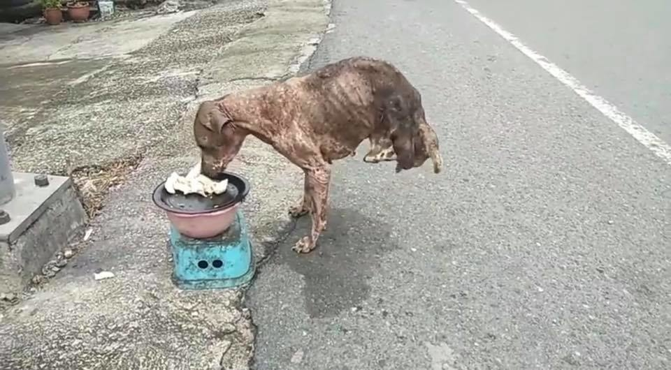Abandoned dog with only two legs survived but no one helped - Juligal