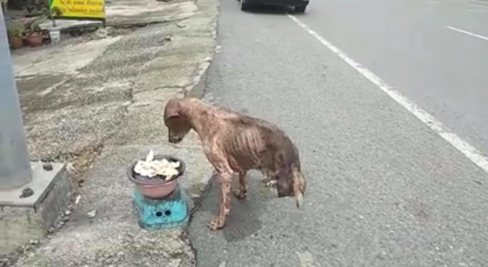 Abandoned dog with only two legs survived but no one helped - Juligal