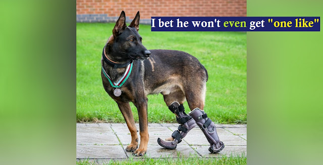 After This Dog with only 2 Legs saved The life of a human, is now recognized as a Hero Dog