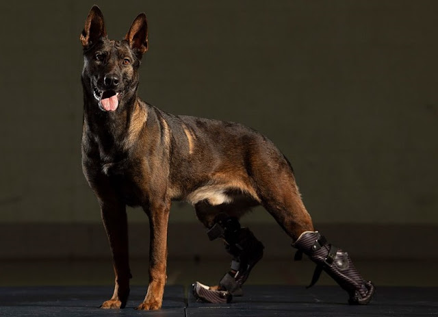 After This Dog with only 2 Legs saved The life of a human, is now recognized as a Hero Dog