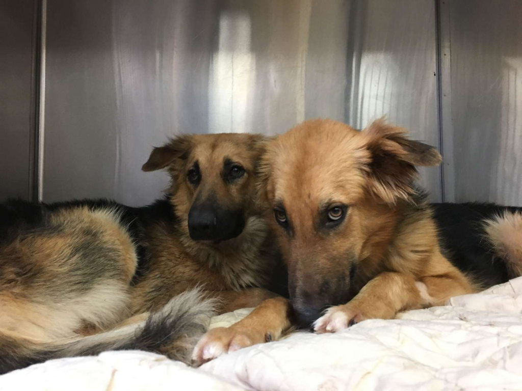 "Two dogs warming each other up at the shelter because no one loves them" - Juligal