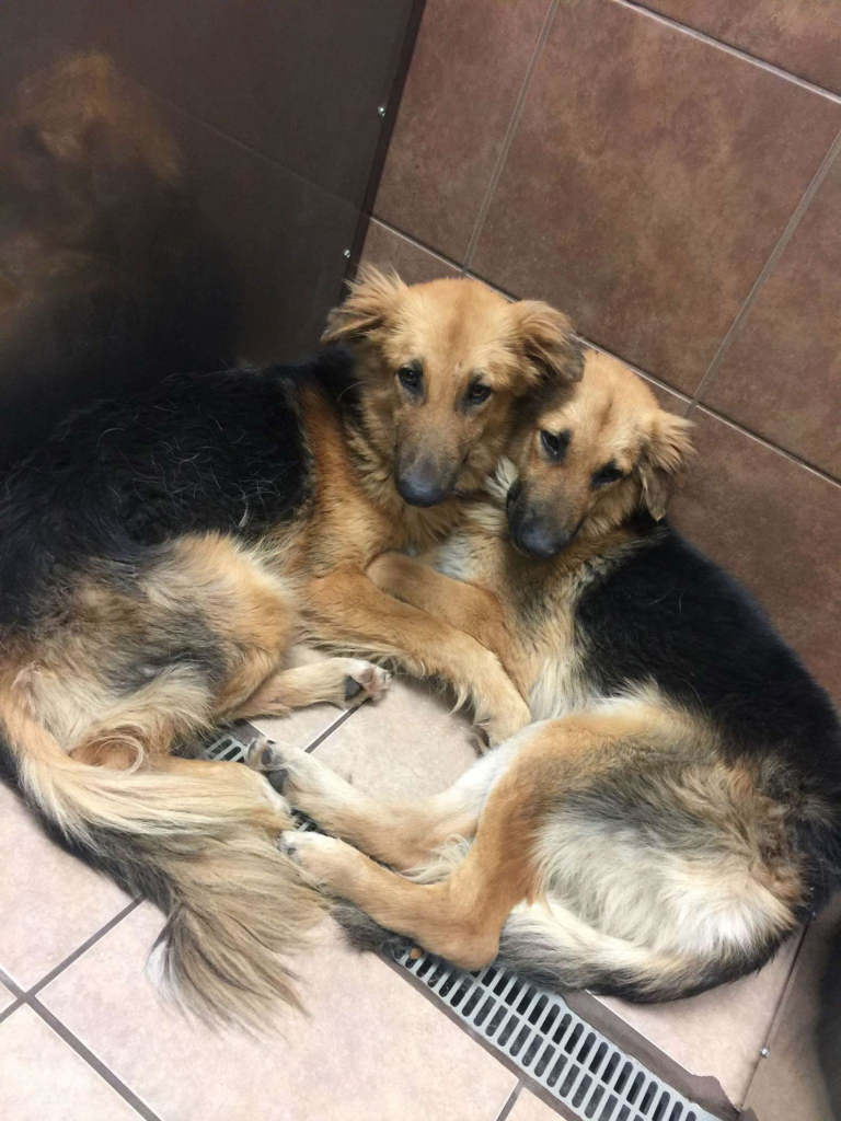 "Two dogs warming each other up at the shelter because no one loves them" - Juligal