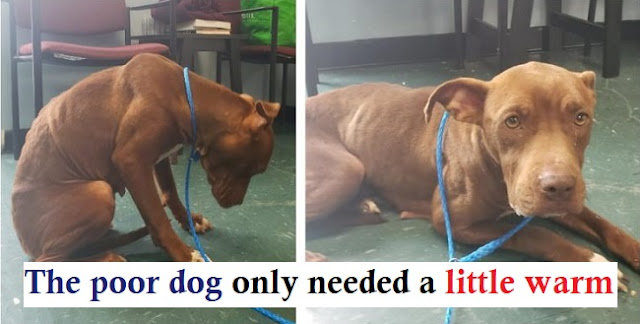 A dog that has been abandoned many times feels scared and needs some warmth - Juligal