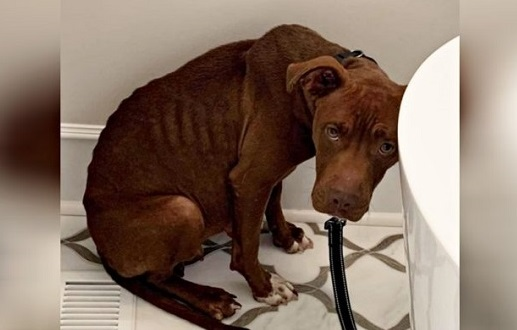 A dog that has been abandoned many times feels scared and needs some warmth - Juligal