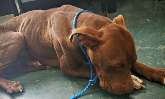 A dog that has been abandoned many times feels scared and needs some warmth - Juligal