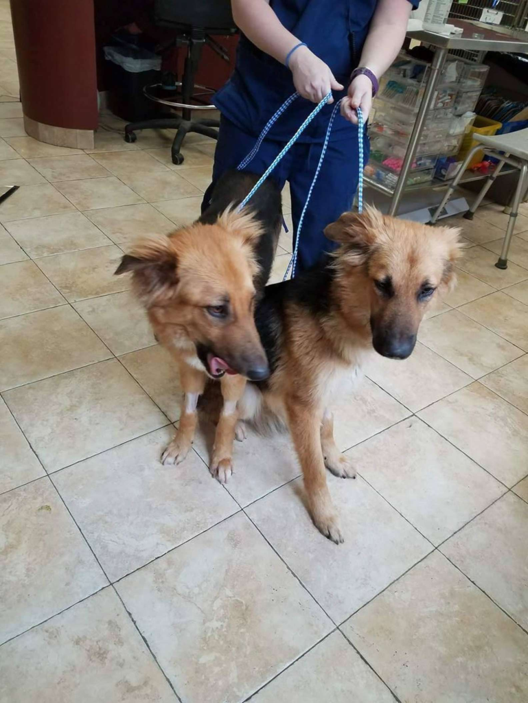 "Two dogs warming each other up at the shelter because no one loves them" - Juligal