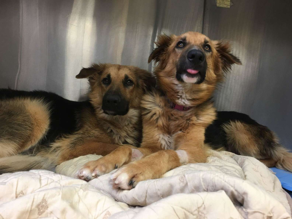 "Two dogs warming each other up at the shelter because no one loves them" - Juligal