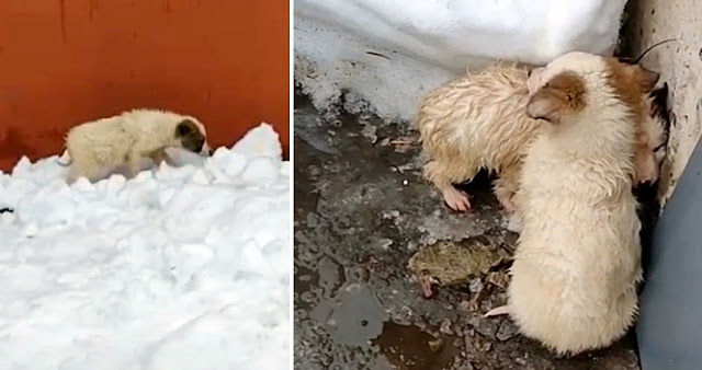 These two dogs were abandoned and they warmed each other in the cold winter - Juligal