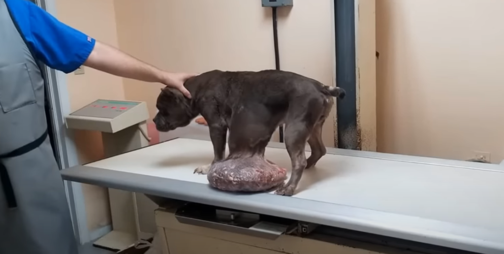 Inspiring survival story of Mahogany, a dog with a large tumor in his abdomen