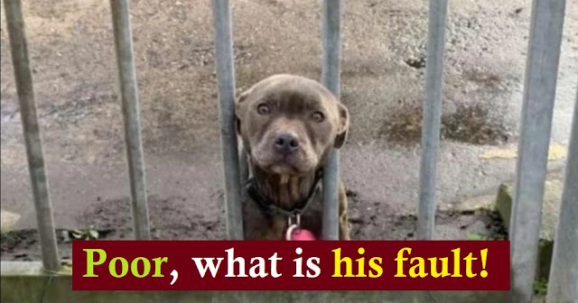 The dog is heartbroken when its owner abandoned it, hoping someone will come to save it - Juligal