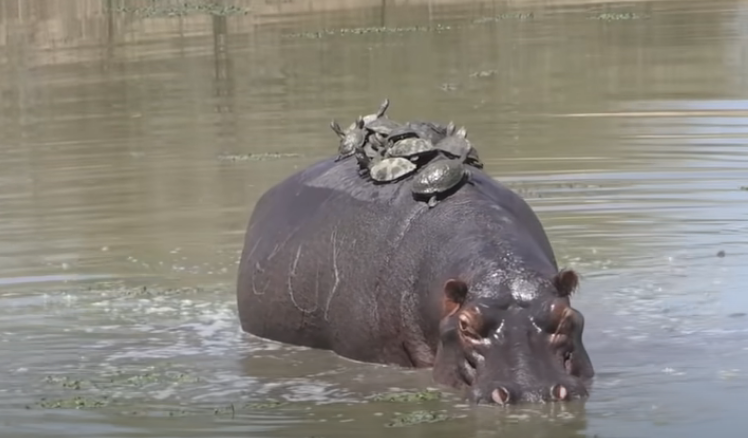 Adorable moment of turtles sunbathing on the back of a hippo. - srody.com