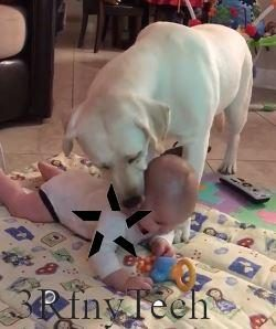 The loving family dog ​​can't stop kissing her human sister - Juligal