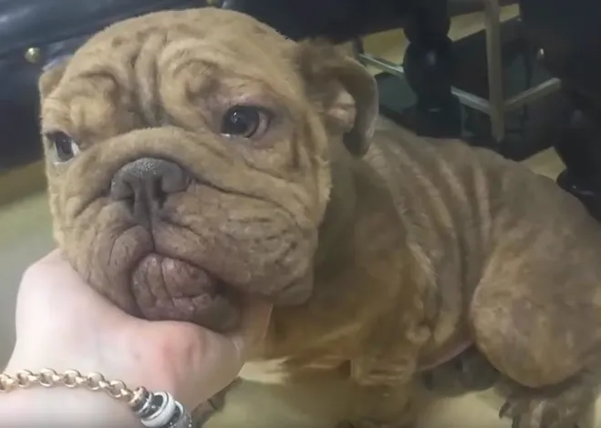 Abandoned Bulldog forced to eat leaves to live and her happily ever after - Juligal