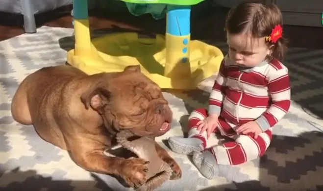 Abandoned Bulldog forced to eat leaves to live and her happily ever after - Juligal