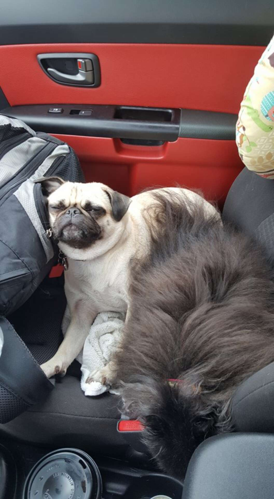 The dog is always there to protect his new sister when the whole family is fleeing the storm - Juligal