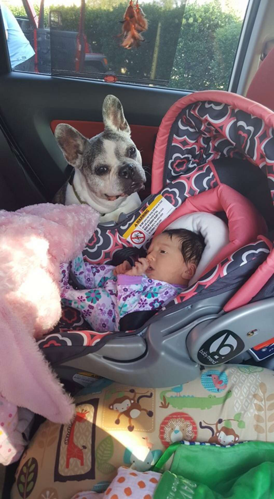 The dog is always there to protect his new sister when the whole family is fleeing the storm - Juligal