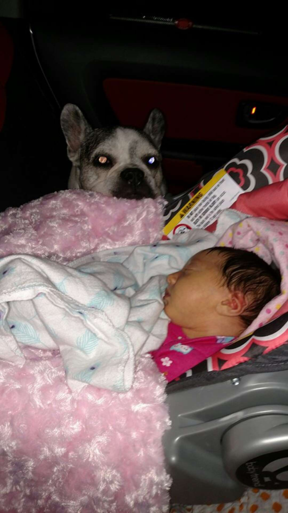 The dog is always there to protect his new sister when the whole family is fleeing the storm - Juligal