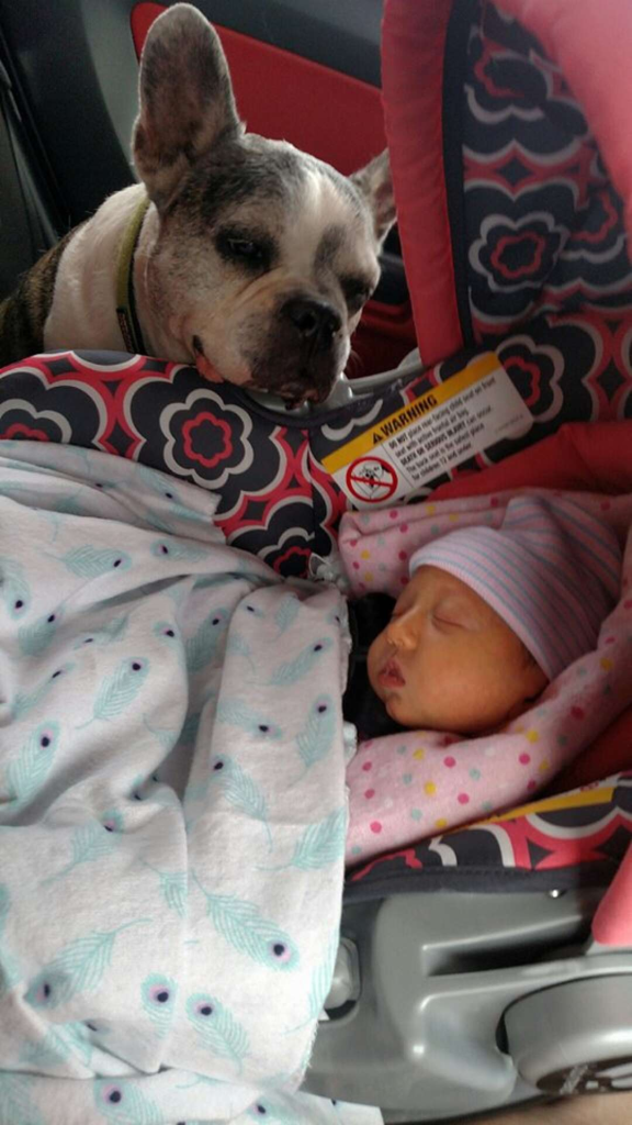 The dog is always there to protect his new sister when the whole family is fleeing the storm - Juligal