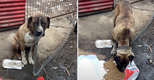 Starving Dog Strangled By Extremely Heavy Chain For Years