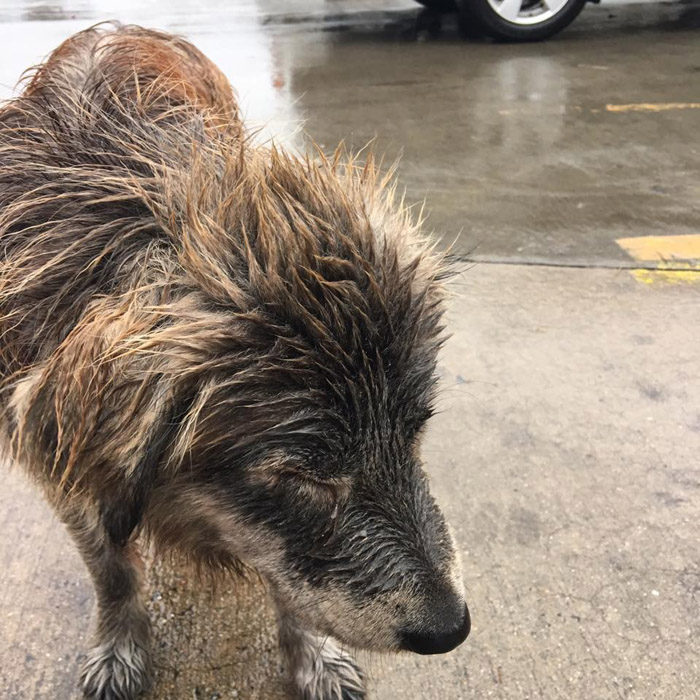 Abandoned by the owner, the loyal dog waits in the rain and does not leave - Juligal