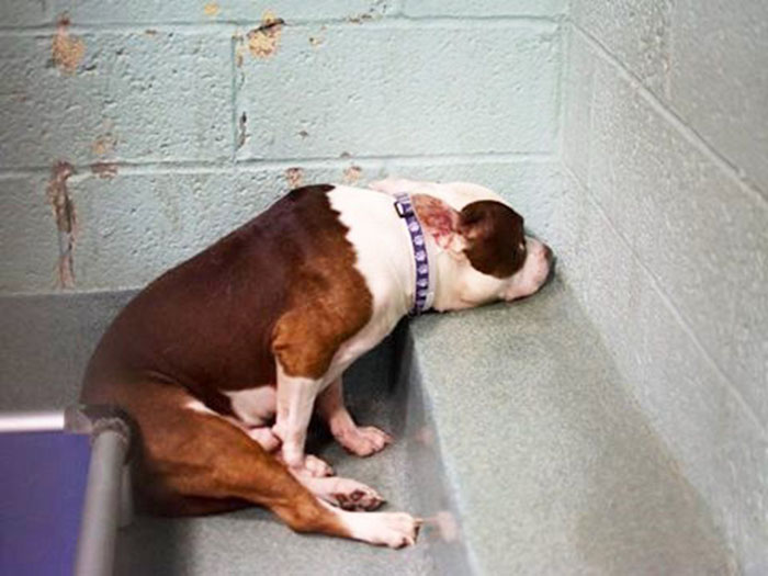 The dog is sad because he was abandoned at home and his life changed when he got a new home - Juligal