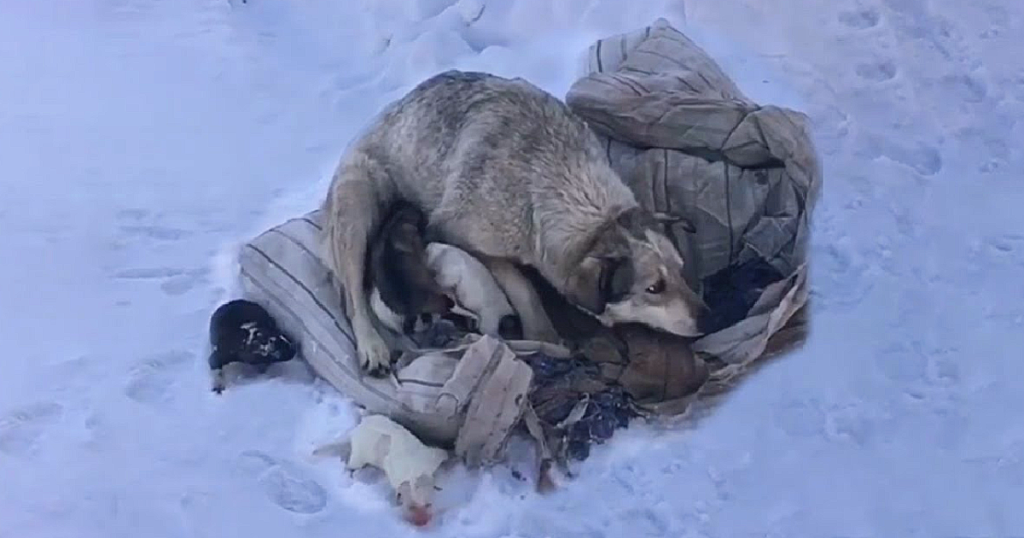 The poor dogs were born and cuddled in the snow by the mother dog - Juligal