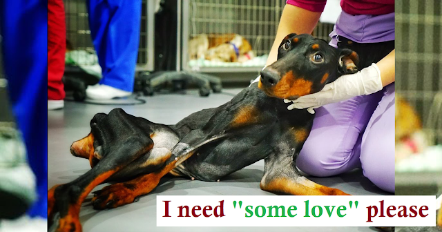 Dog abused to broken bones needs love - Juligal