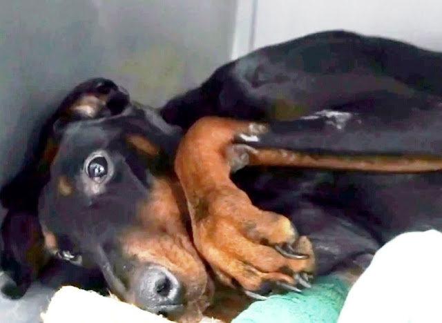 Dog abused to broken bones needs love - Juligal