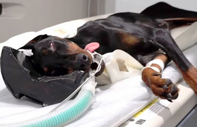 Dog abused to broken bones needs love - Juligal