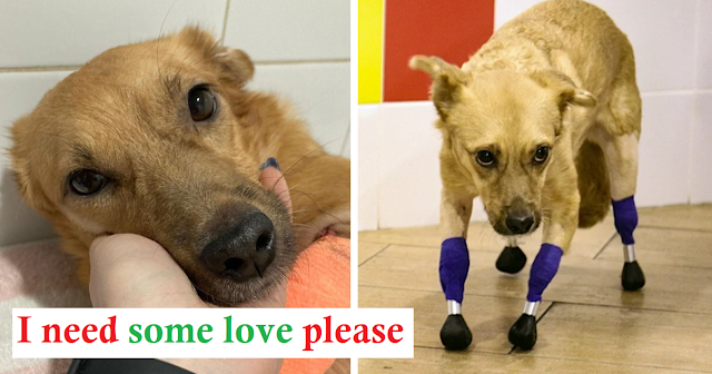 The dog’s extraordinary will to live even though it has lost 4 legs. – AmazingUnitedState.Com