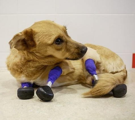 The dog’s extraordinary will to live even though it has lost 4 legs. – AmazingUnitedState.Com