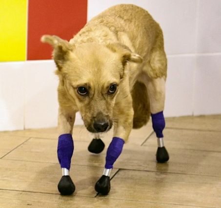 The dog’s extraordinary will to live even though it has lost 4 legs. – AmazingUnitedState.Com