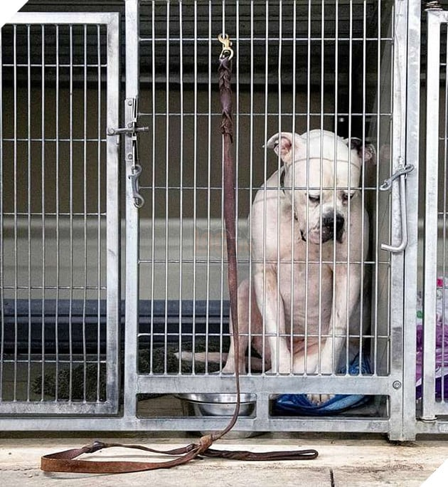 Sad dog sitting in the iron lap when the owner sold it to someone else - Juligal