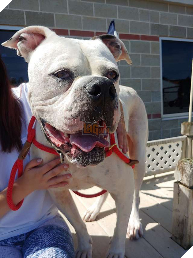 Sad dog sitting in the iron lap when the owner sold it to someone else - Juligal