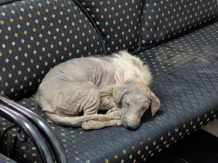 Sick and homeless dog went to the rescue center on his own to hope for help - Juligal