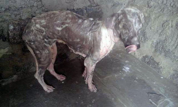 Sick and homeless dog went to the rescue center on his own to hope for help - Juligal