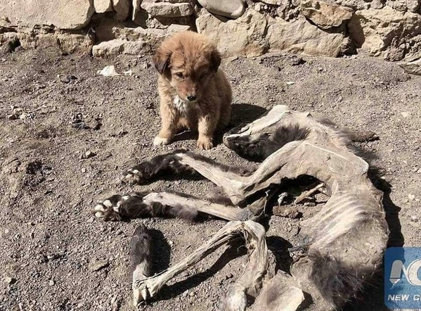 Sad tiny dog lying next to its mother’s body in heartbreaking scene – AmazingUnitedState.Com