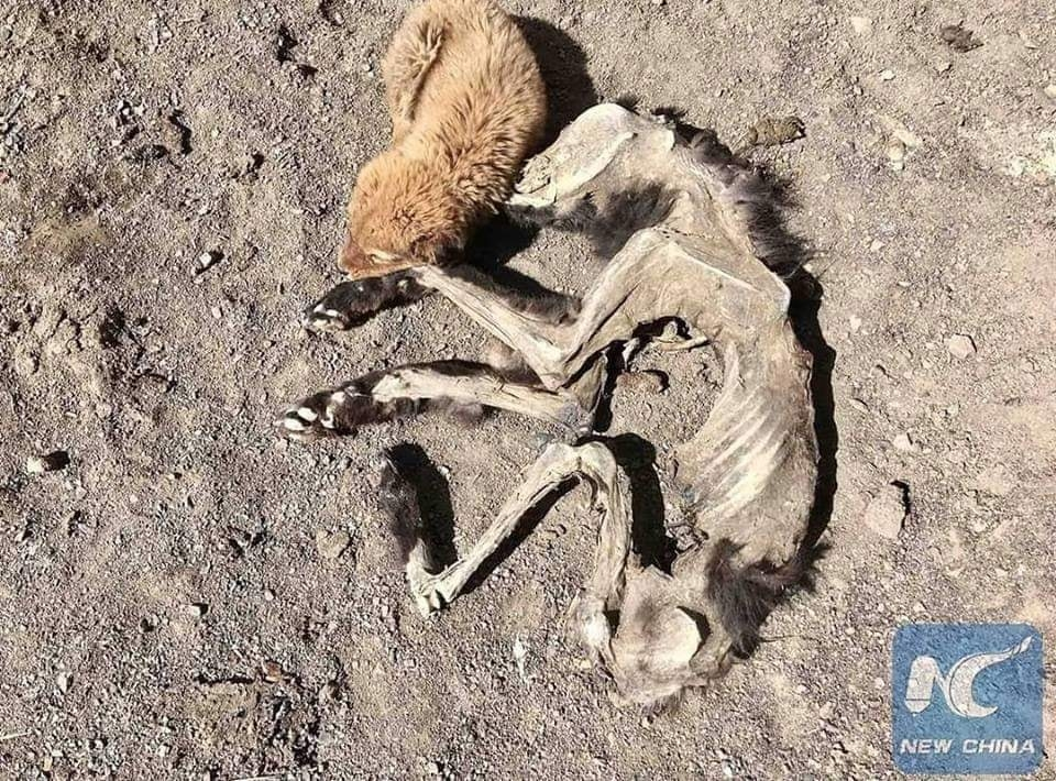 Sad tiny dog lying next to its mother’s body in heartbreaking scene – AmazingUnitedState.Com