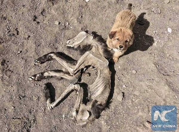 Sad tiny dog lying next to its mother’s body in heartbreaking scene – AmazingUnitedState.Com