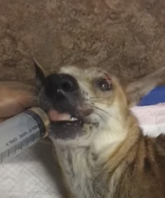 Paralyzed dog dragging his legs screaming in pain hoping someone can help - Juligal