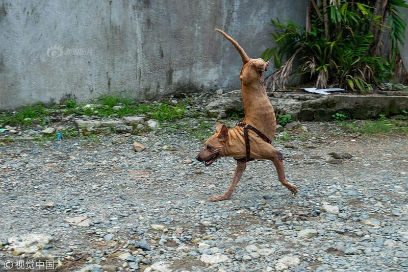 A two-legged dog with admirable energy – AmazingUnitedState.Com