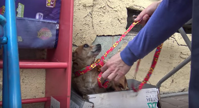 The abandoned three-legged dog sheds tears when a passerby is cared for and adopted - Juligal