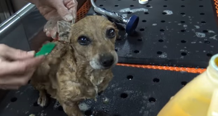 The abandoned three-legged dog sheds tears when a passerby is cared for and adopted - Juligal